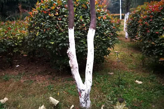 树干刷白灰起什么作用