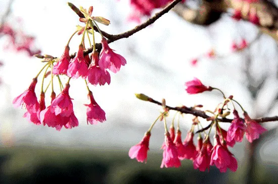 钟花樱桃的花语