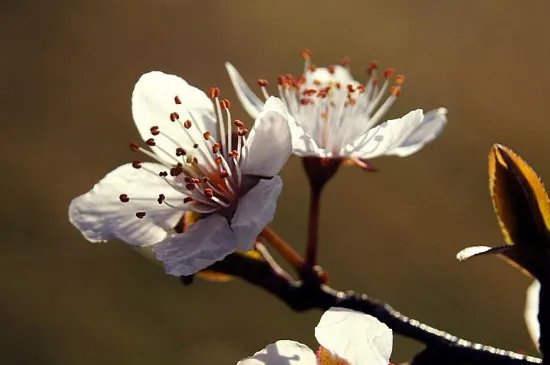 紫叶李怎么种植