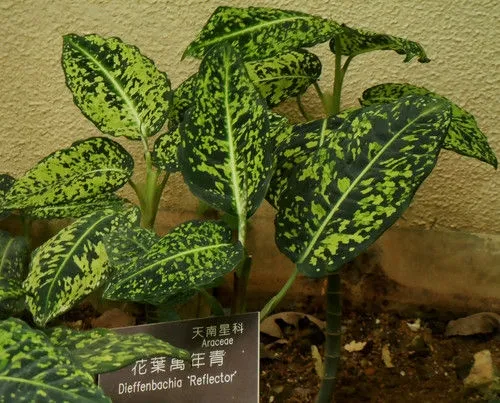 哪些观叶植物能在阴暗条件下生长