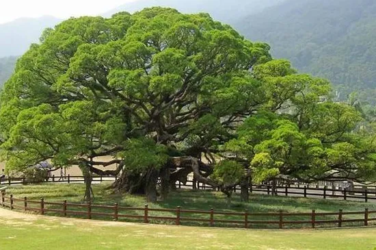 白腊树怎么剪枝