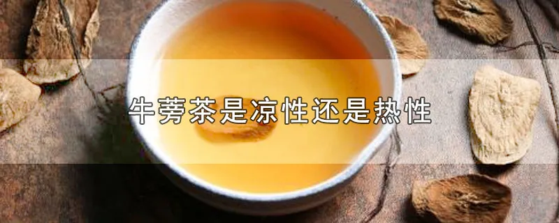 牛蒡茶是凉性还是热性