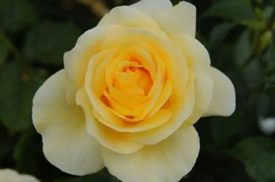 香槟花是什么寓意