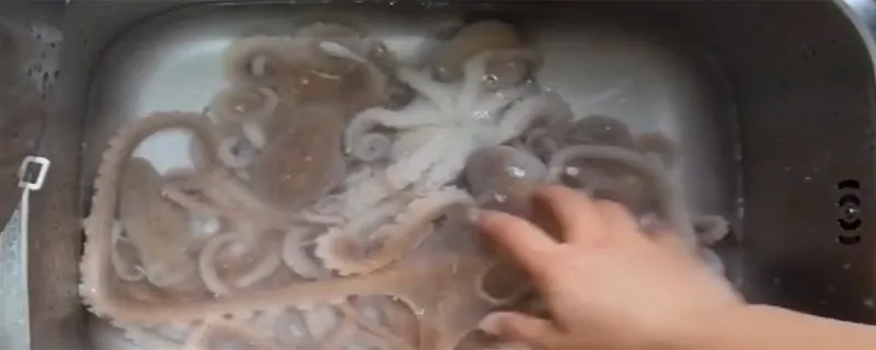 八爪鱼怎么清洗