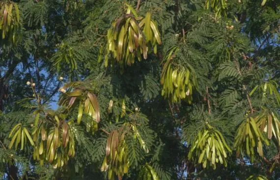 银合欢的功效与作用,能护肤杀菌提高奶牛产奶量