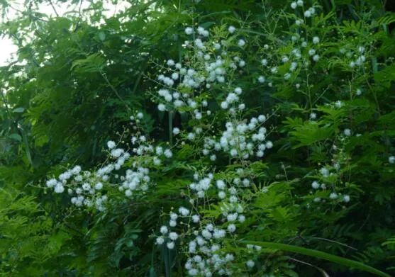 银合欢的功效与作用,能护肤杀菌提高奶牛产奶量