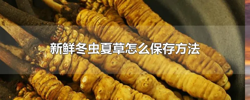 新鲜冬虫夏草怎么保存方法