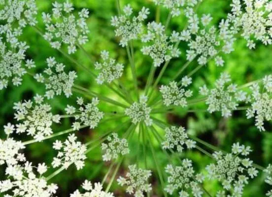 白芷的花语和传说，坚毅/执着和思念之情