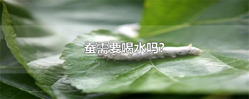 蚕需要喝水吗?