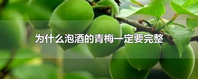 为什么泡酒的青梅一定要完整