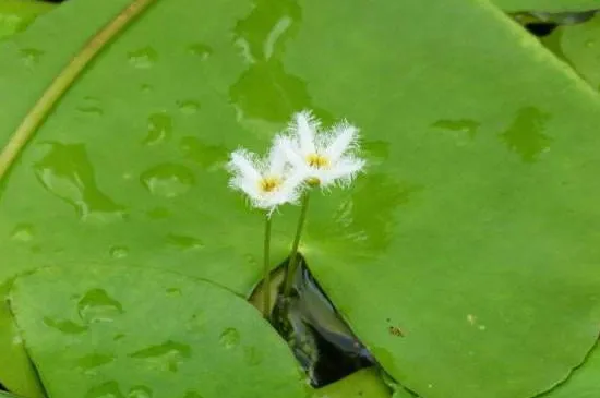 金银莲花的养殖不用土可以吗