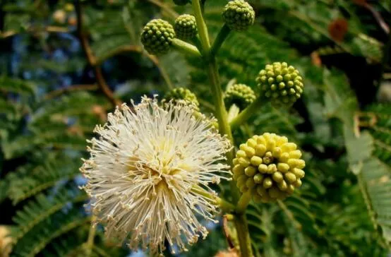 银合欢的功效与作用,能护肤杀菌提高奶牛产奶量