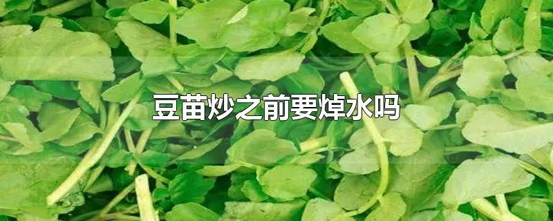 豆苗炒之前要焯水吗