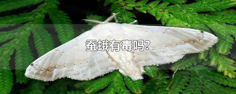 蚕蛾有毒吗?