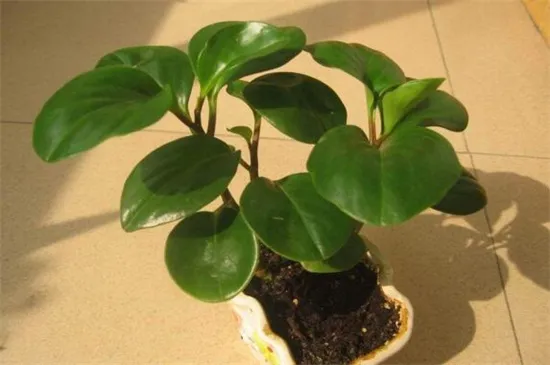 家里养碧玉花对风水好,有着聚财化煞的作用