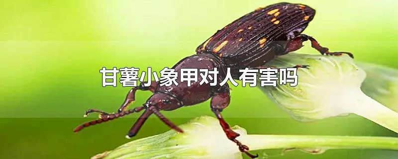 甘薯小象甲对人有害吗