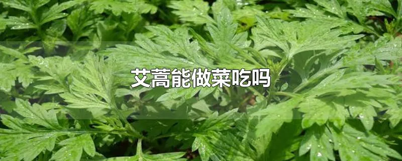 艾蒿能做菜吃吗