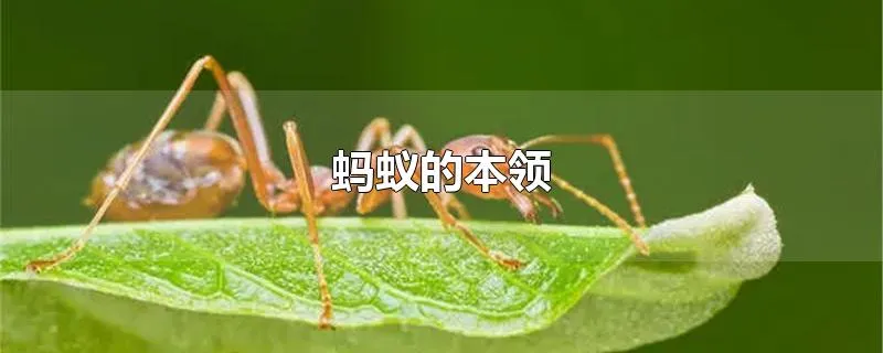 蚂蚁的本领