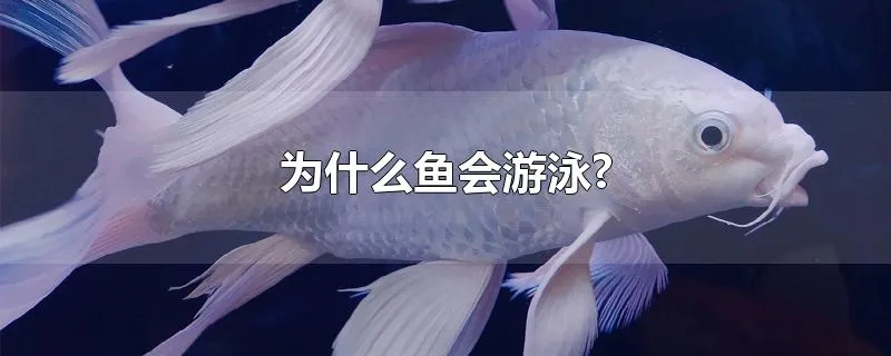 为什么鱼会游泳?
