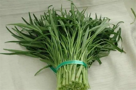 空心菜品种哪种好，竹叶空心菜产量高口质脆味浓