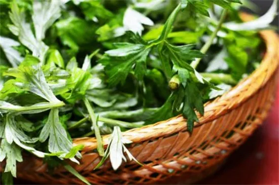 艾草作用是什么，驱蚊/绿化/抗菌/驱寒