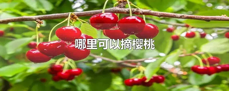 哪里可以摘樱桃