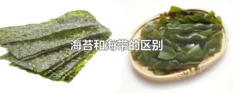 海苔和海带的区别