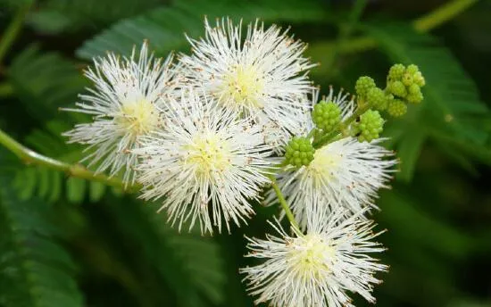 银合欢的功效与作用,能护肤杀菌提高奶牛产奶量