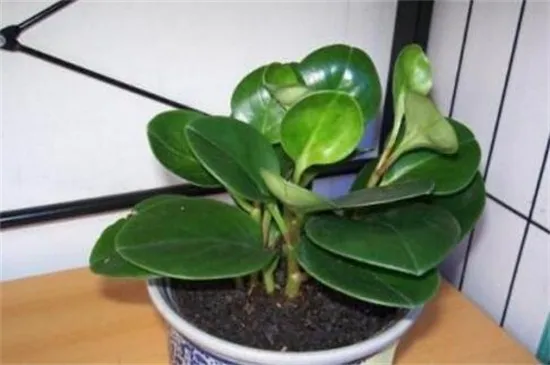 家里养碧玉花对风水好,有着聚财化煞的作用