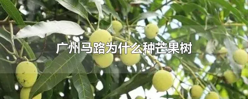 广州马路为什么种芒果树