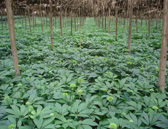 漫山遍野的三七花