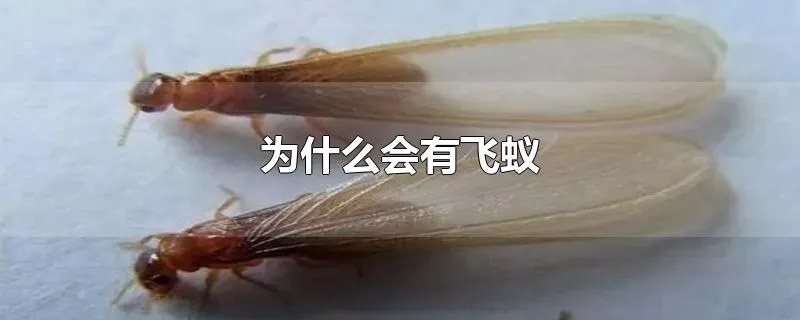 为什么会有飞蚁