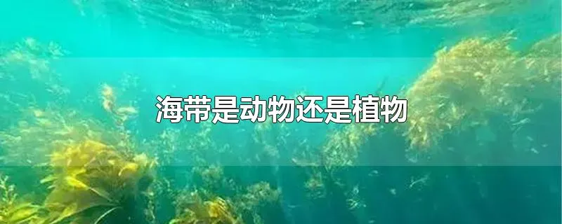 海带是动物还是植物