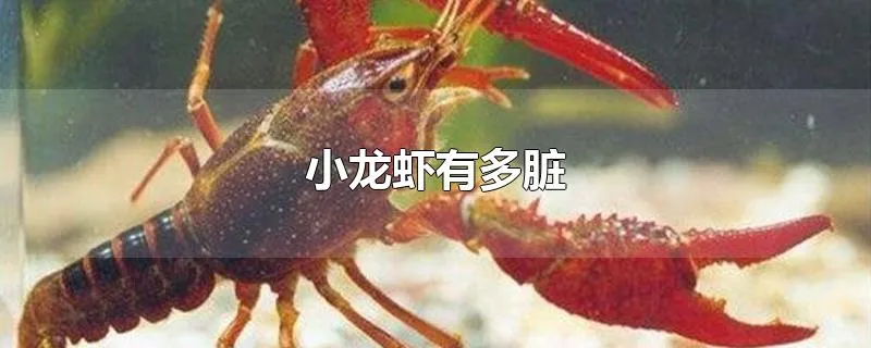 小龙虾有多脏