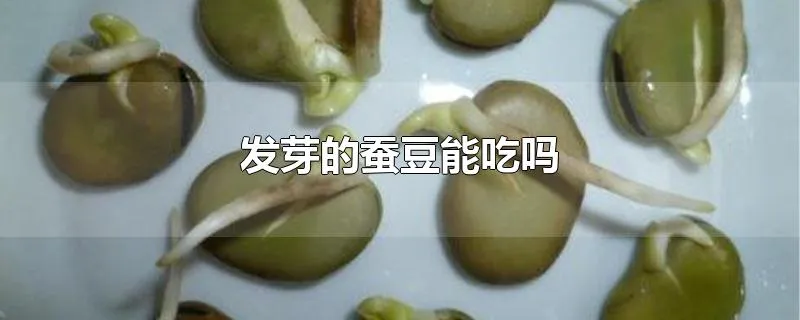 发芽的蚕豆能吃吗