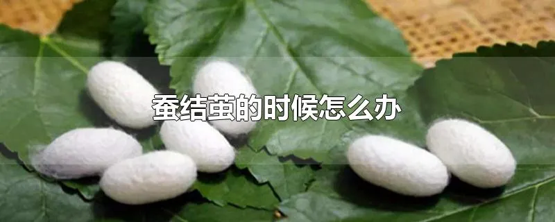 蚕结茧的时候怎么办