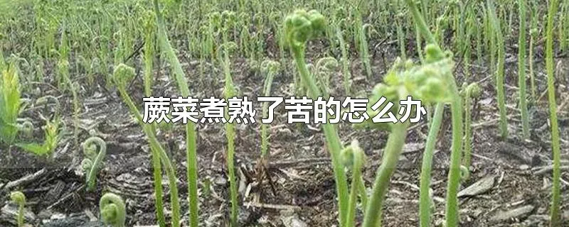 蕨菜煮熟了苦的怎么办