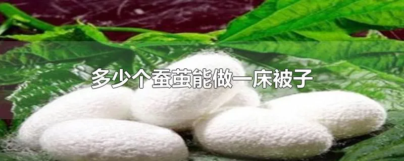 多少个蚕茧能做一床被子