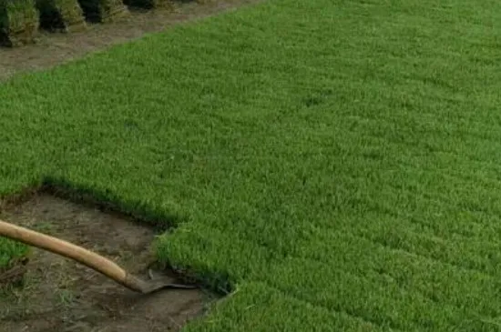 马尼拉草坪怎样施肥