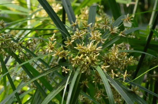 风车草叶子发黄