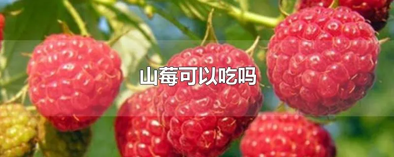 山莓可以吃吗