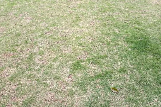 草坪夏天可以施肥吗