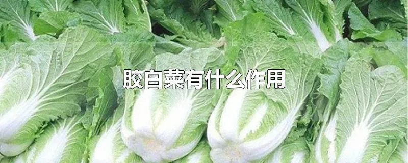 胶白菜有什么作用