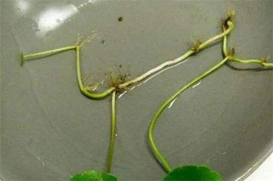 金钱草怎么扦插
