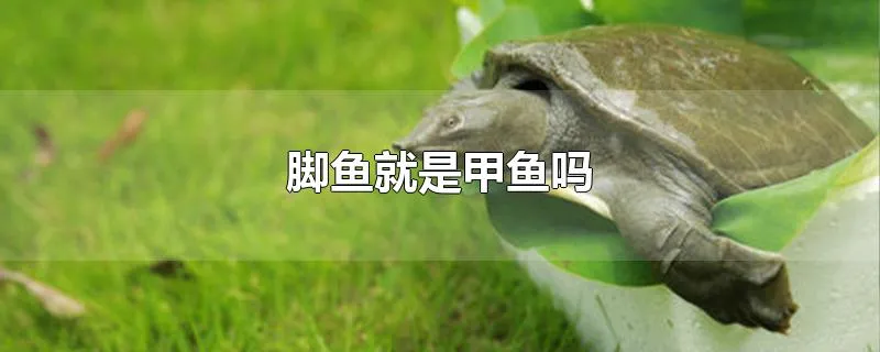 脚鱼就是甲鱼吗