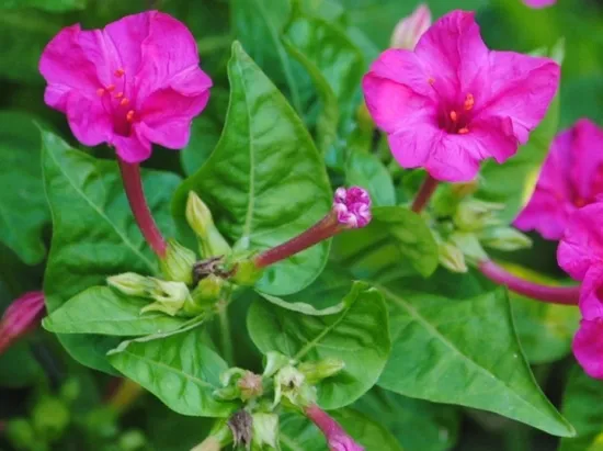 紫茉莉