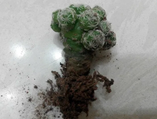 多肉植物如何发根