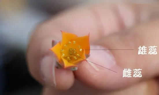 多肉怎么授粉，哪些多肉可以自花授粉