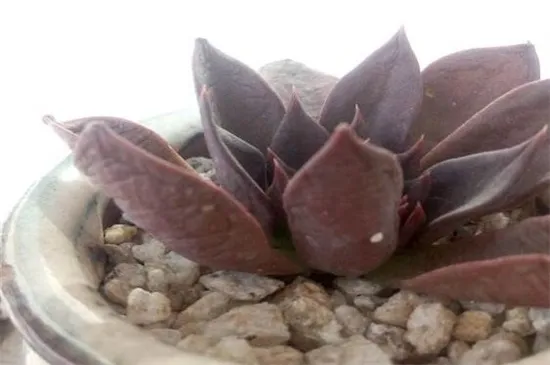 多肉生白色虫子怎么办