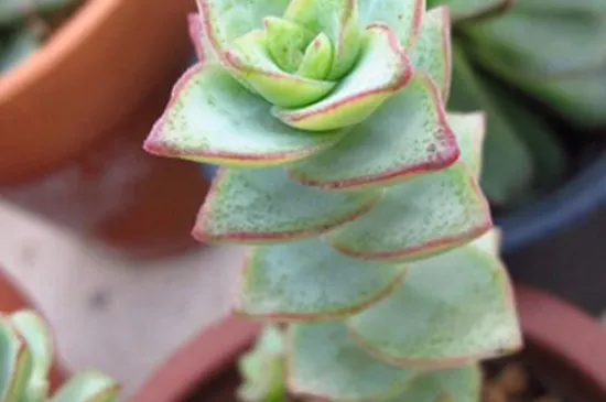星王子怎么换盆